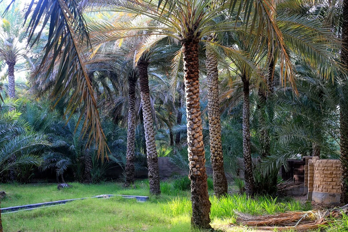 Die Oase von Al-Ain