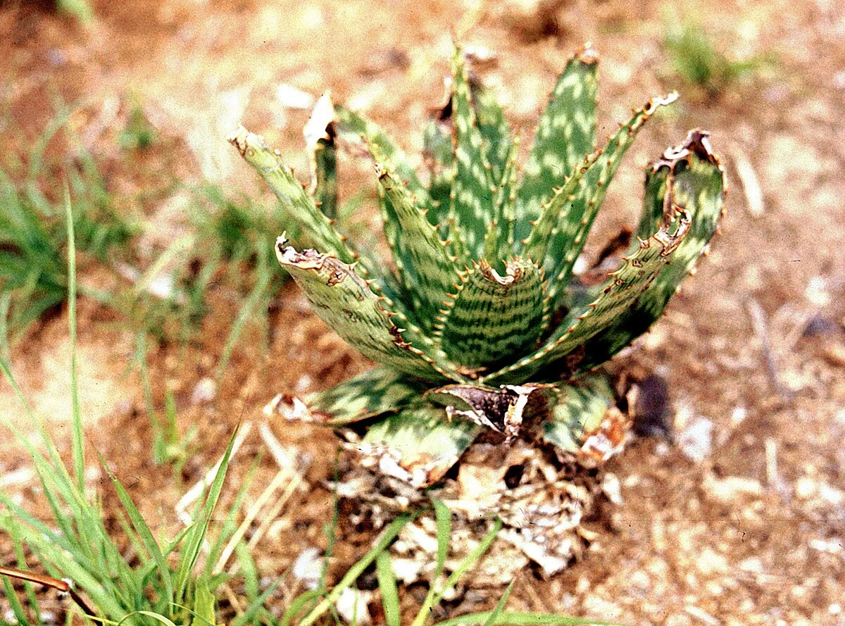 Angola, Namibewüste, Haworthia