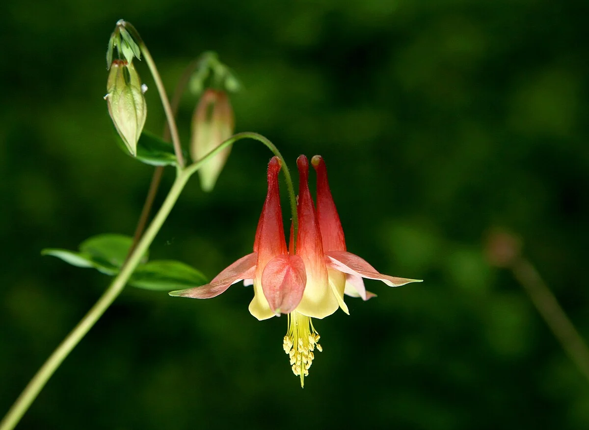 Schöne Akelei (Aquilegia formosa) in Illinois, USA.
