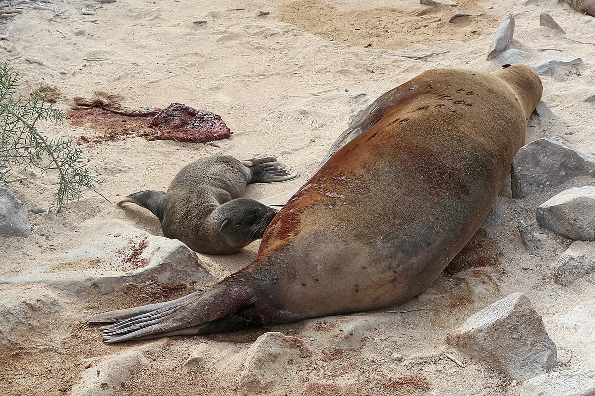 Galápagos-Seelöwe (Zalophus wollebaeki), Weibchen beim Säugen eines Neugeborenen, Santa Fe, Galápagos-Nationalpark, Ecuador