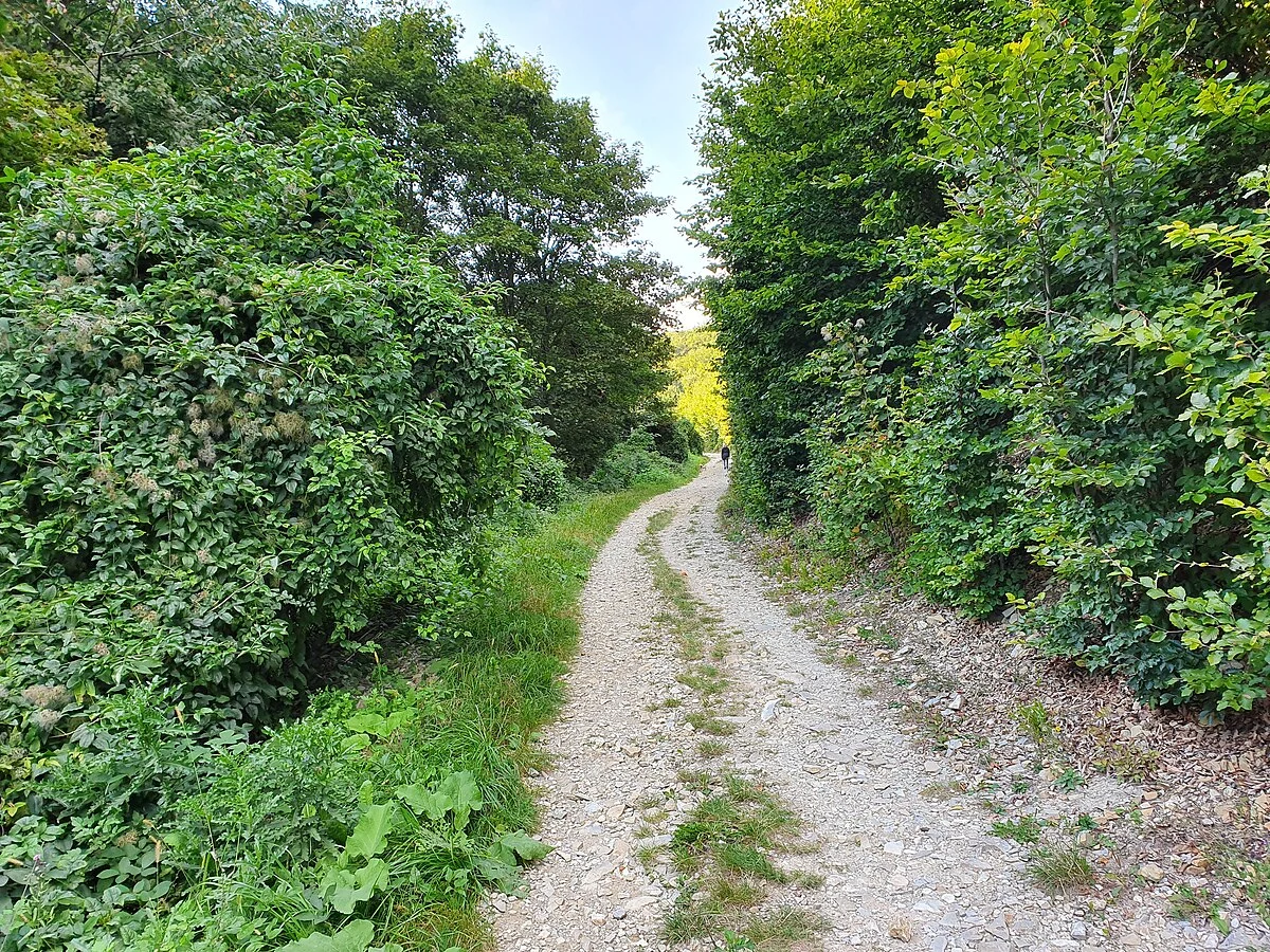 Wiener Stadtwanderweg 1 - Forststraße der Wildgrubgasse von der Wildgrubenbrücke zur Stadt, Wien, Österreich
