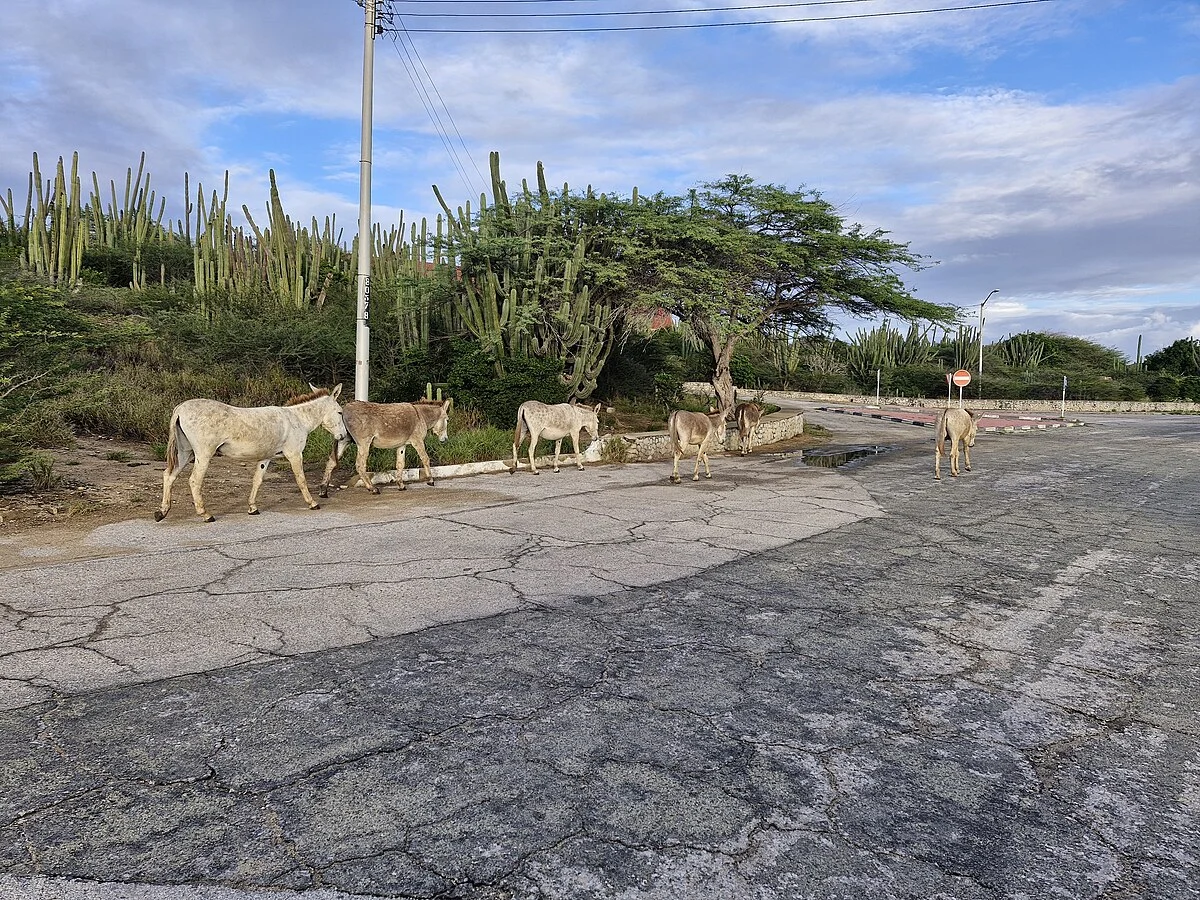 Wilde Esel auf Aruba