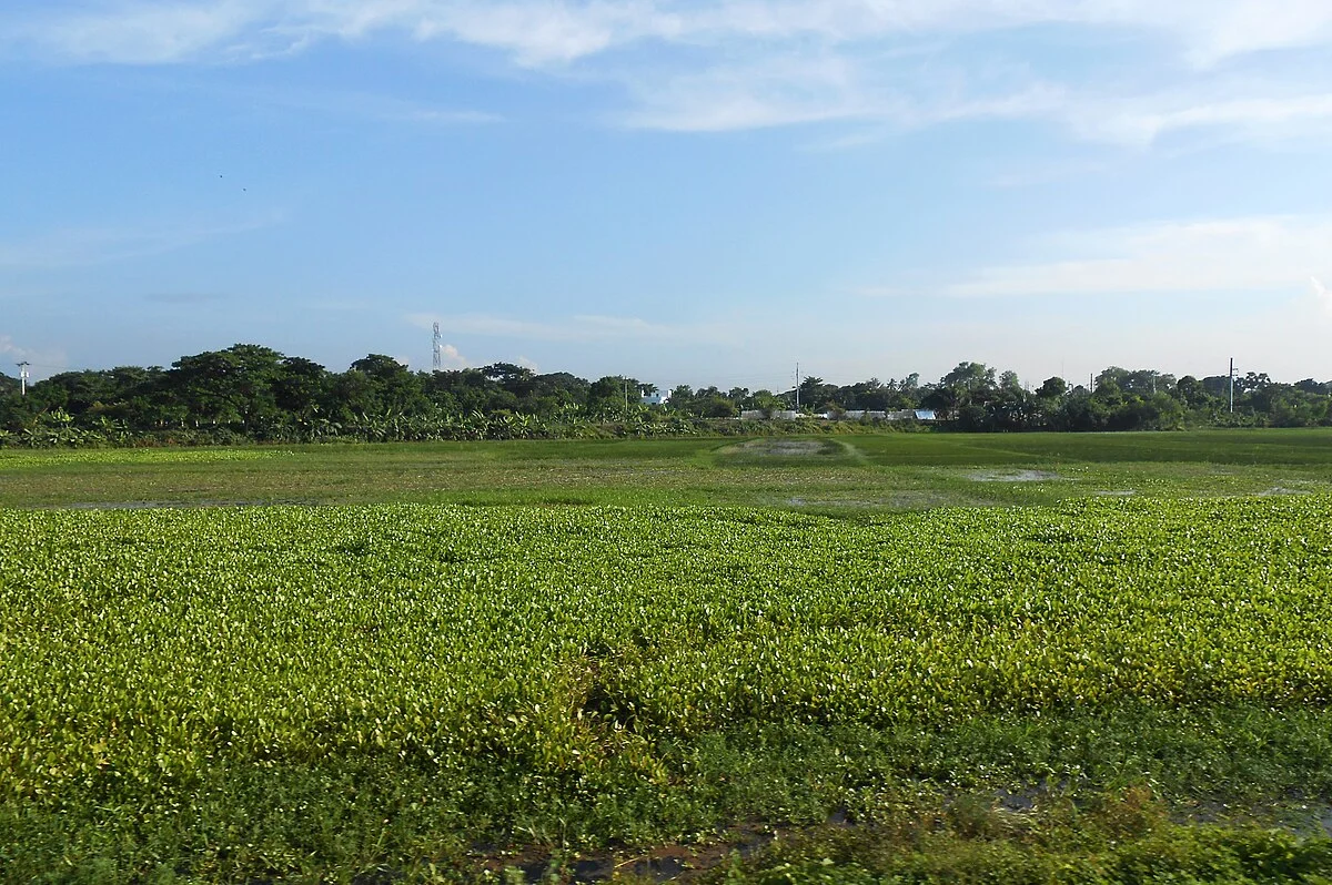Landschaft im Distrikt Narsingdi
