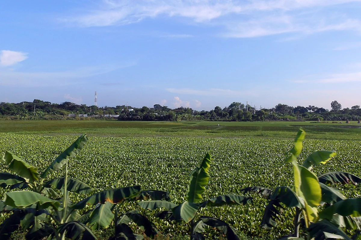 Landschaft im Distrikt Narsingdi