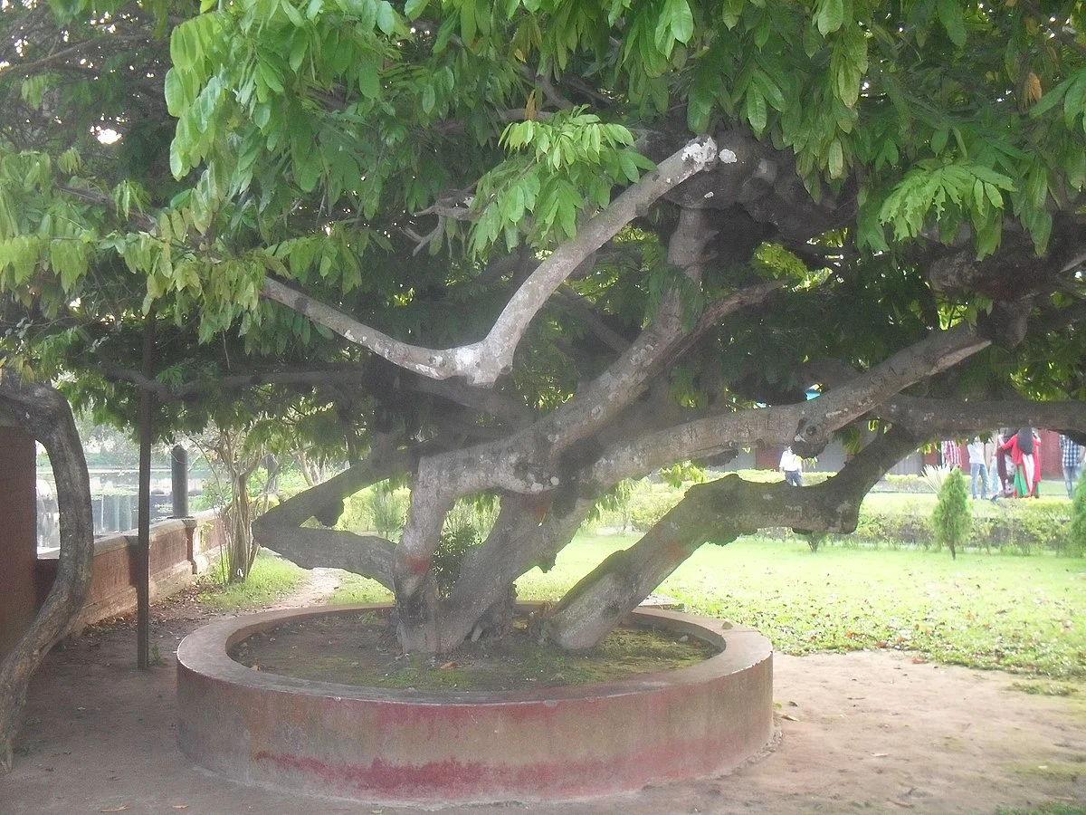 Denkmal in Natore