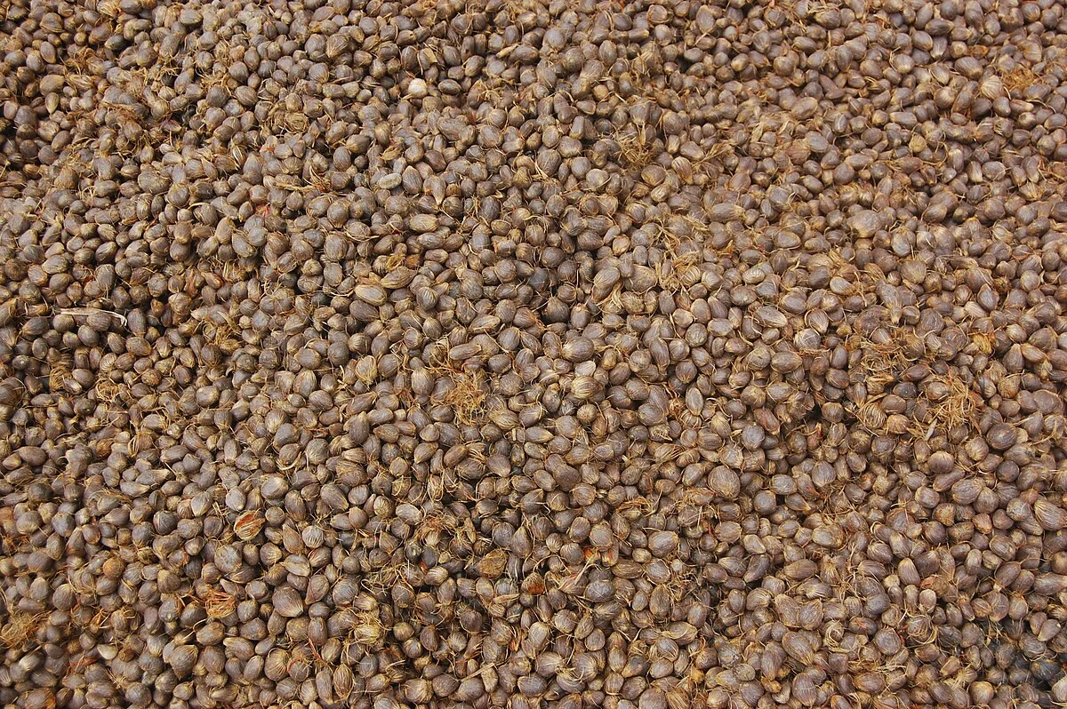 Palmnüsse in Abomey