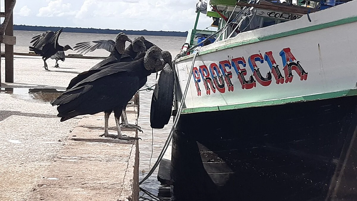Der Hafen am Markt Ver-o-Peso in Belém