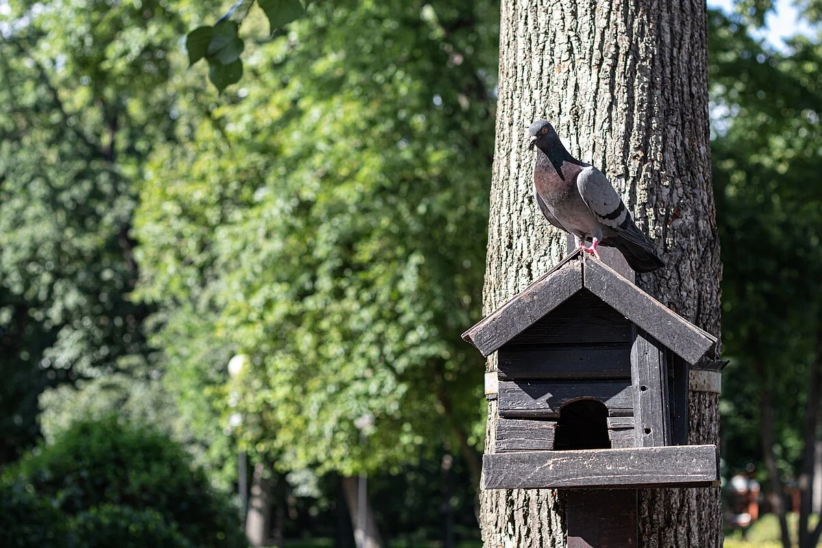 Der Schlosspark der Rumjanzews und Paskewitschs in Homel