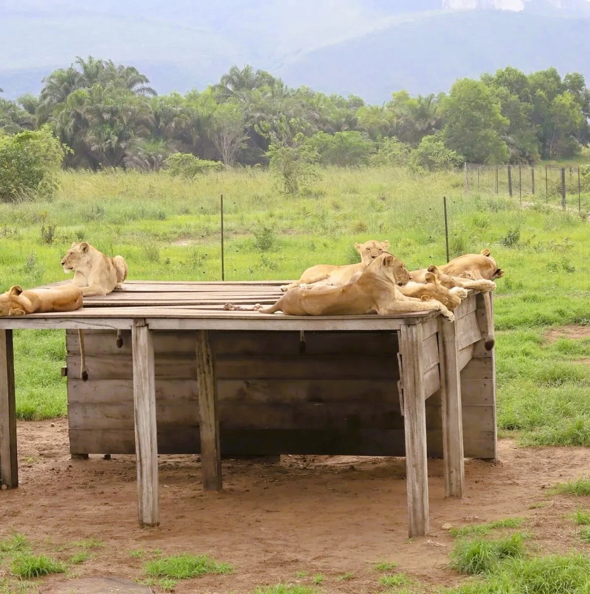 Löwinnen im Parc de la Vallée de la Nsele
