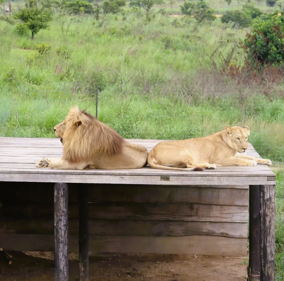 Der Parc de la Vallée de la Nsele, größter Stadtpark von Kinshasa