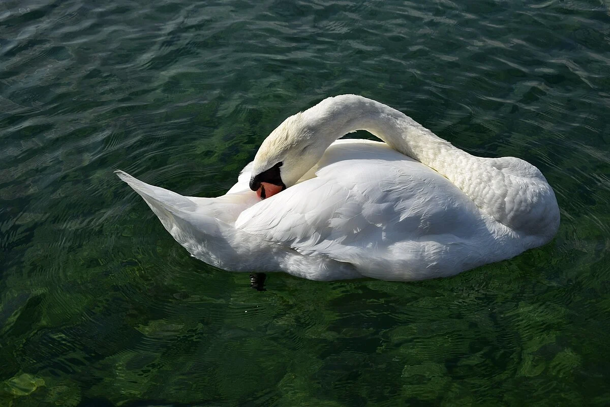 Der Genfersee