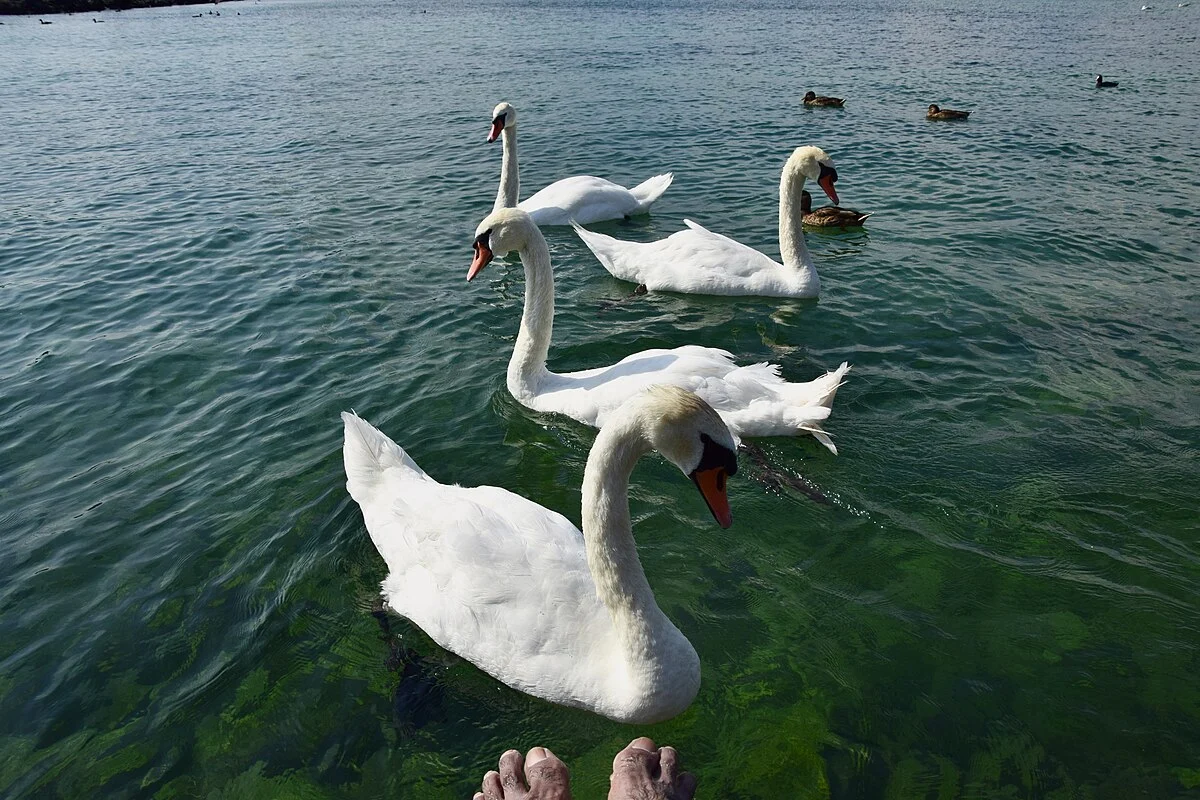 Der Genfersee
