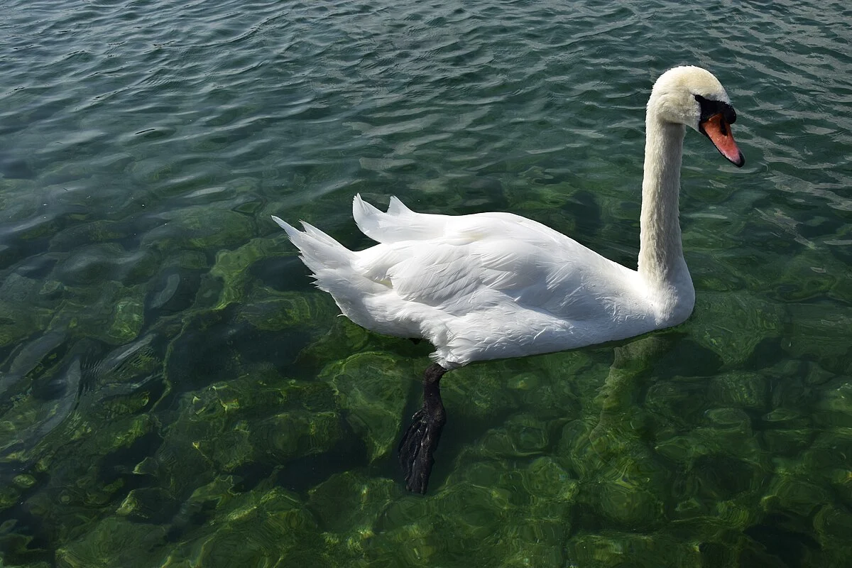 Der Genfersee