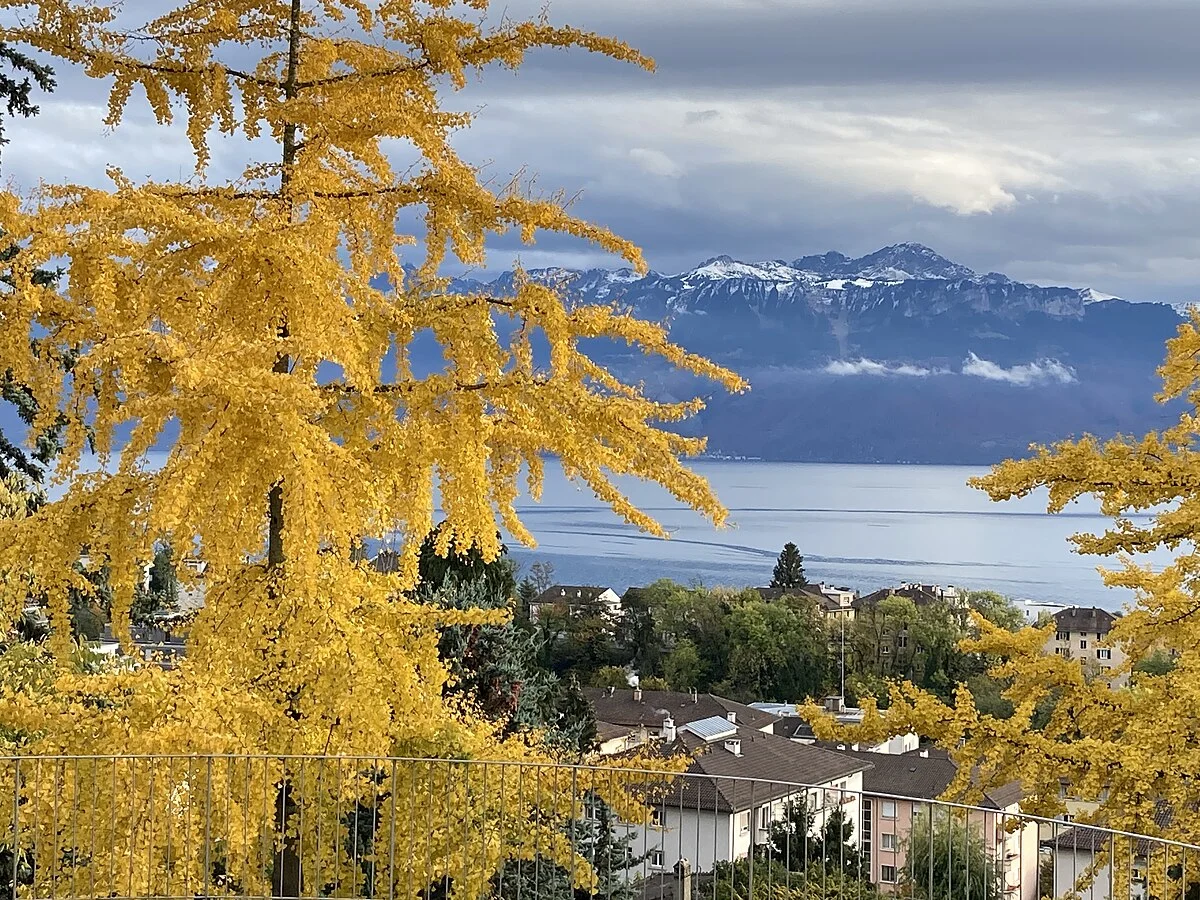Gelbes Herbstlaub in Lausanne