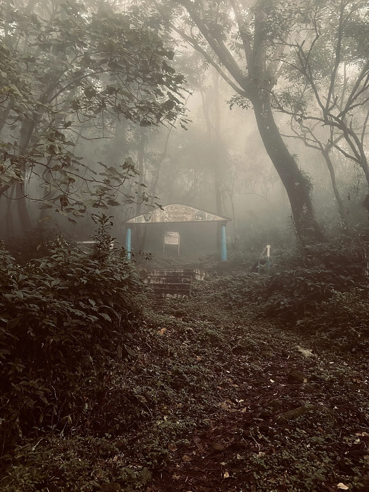 Der Mount-Cameroon-Nationalpark bei Buea