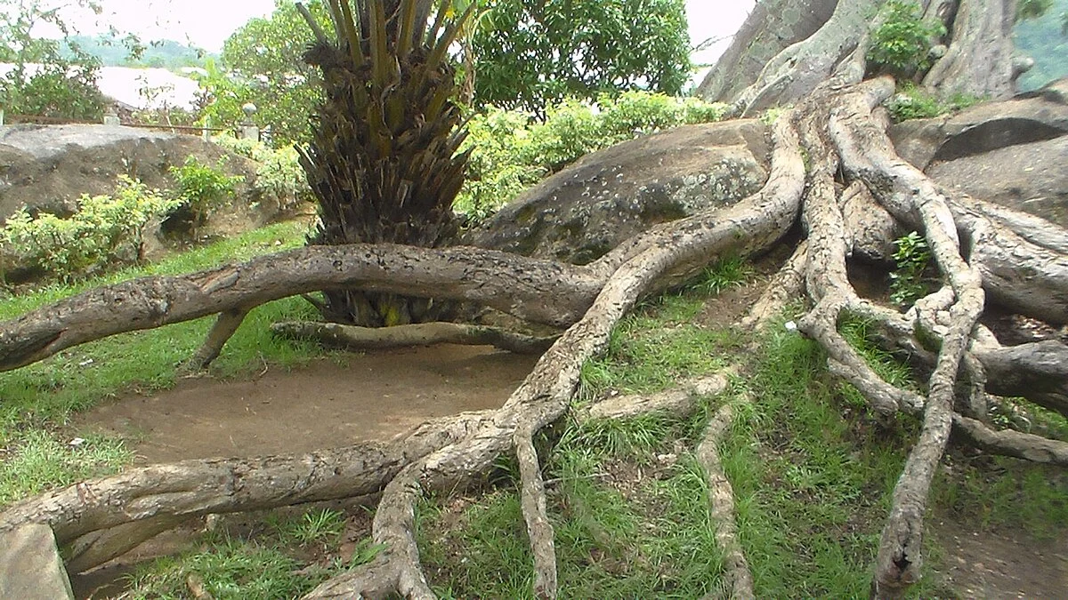 Alte Baobab-Wurzeln