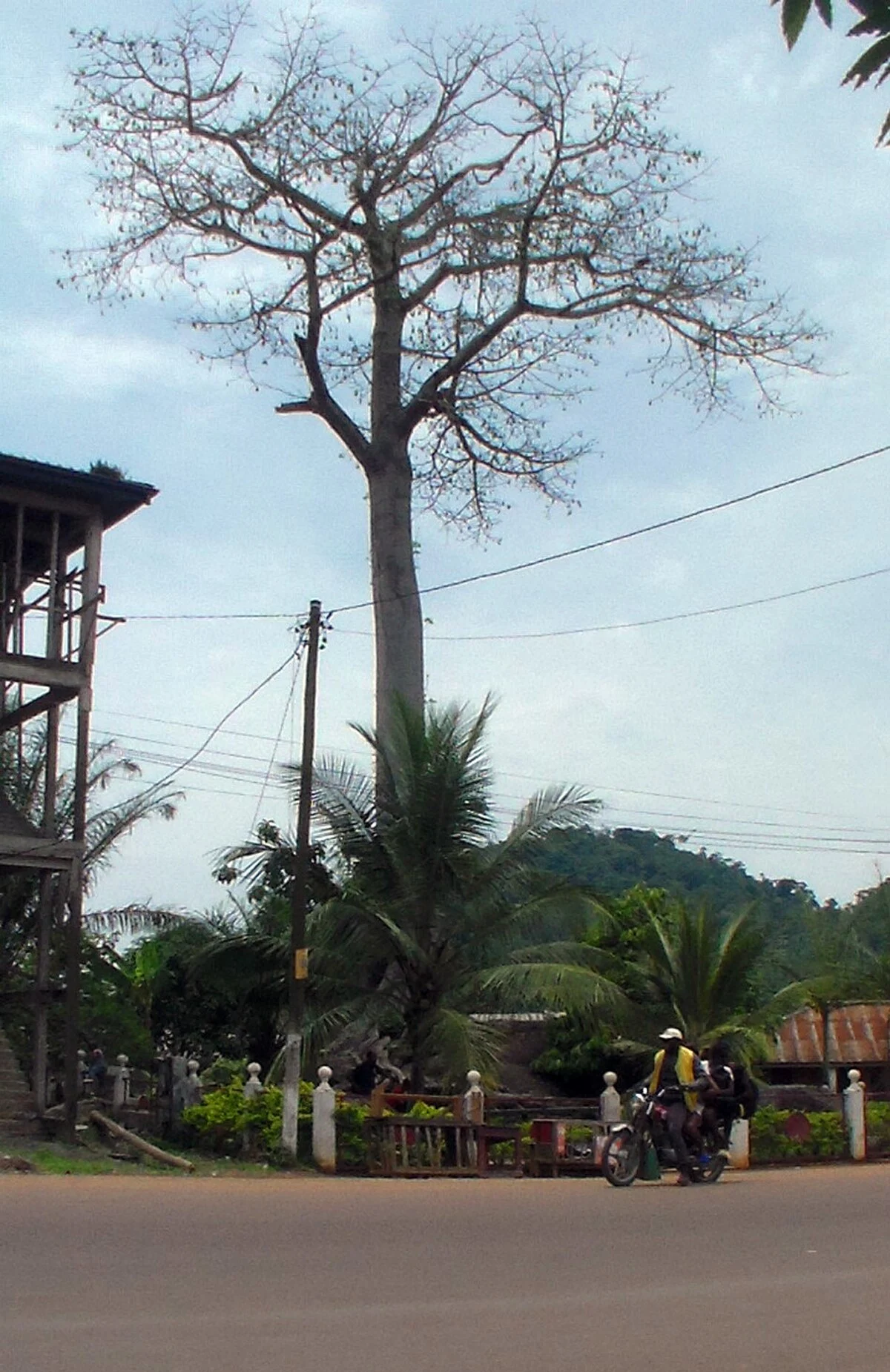 Baobab auf einem Felsen in Ebolowa