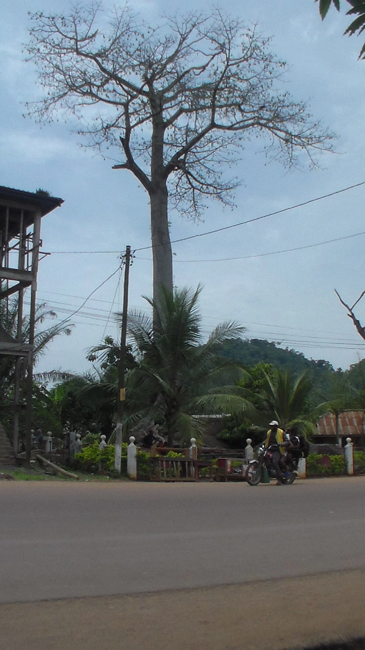 Baobab auf einem Felsen in Ebolowa