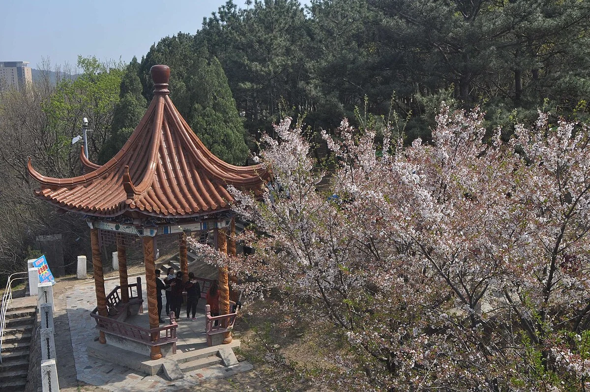 Kirschblütenpark am Longwangtang-Damm bei Lüshun