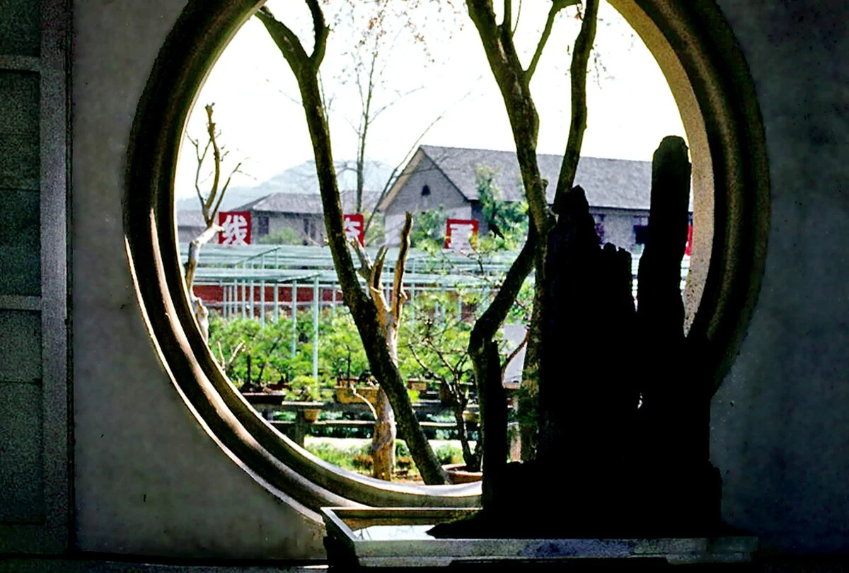 Miniaturbäume (Penjing) im Botanischen Garten von Hangzhou
