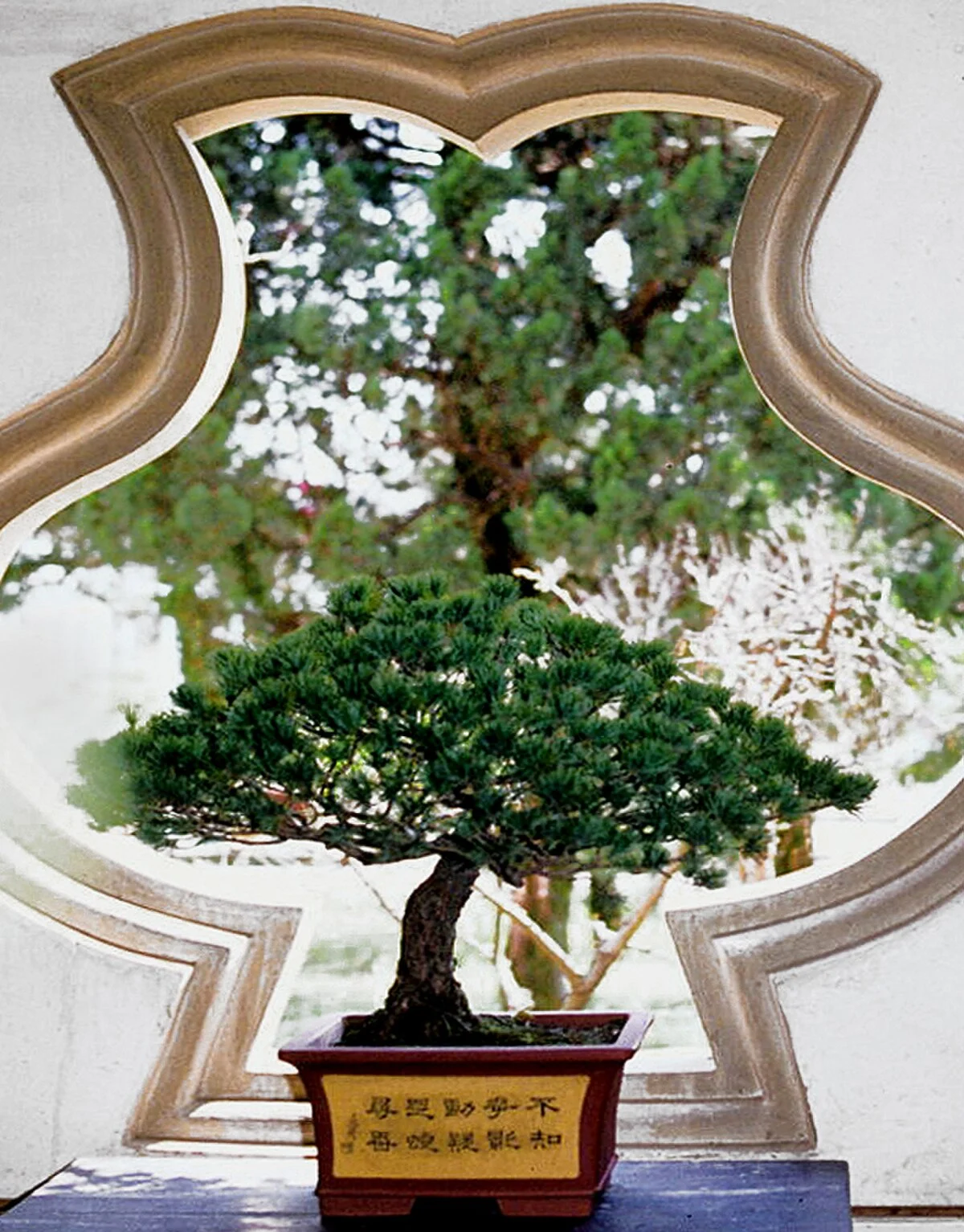 Miniaturbaum (Penjing) im Botanischen Garten von Hangzhou