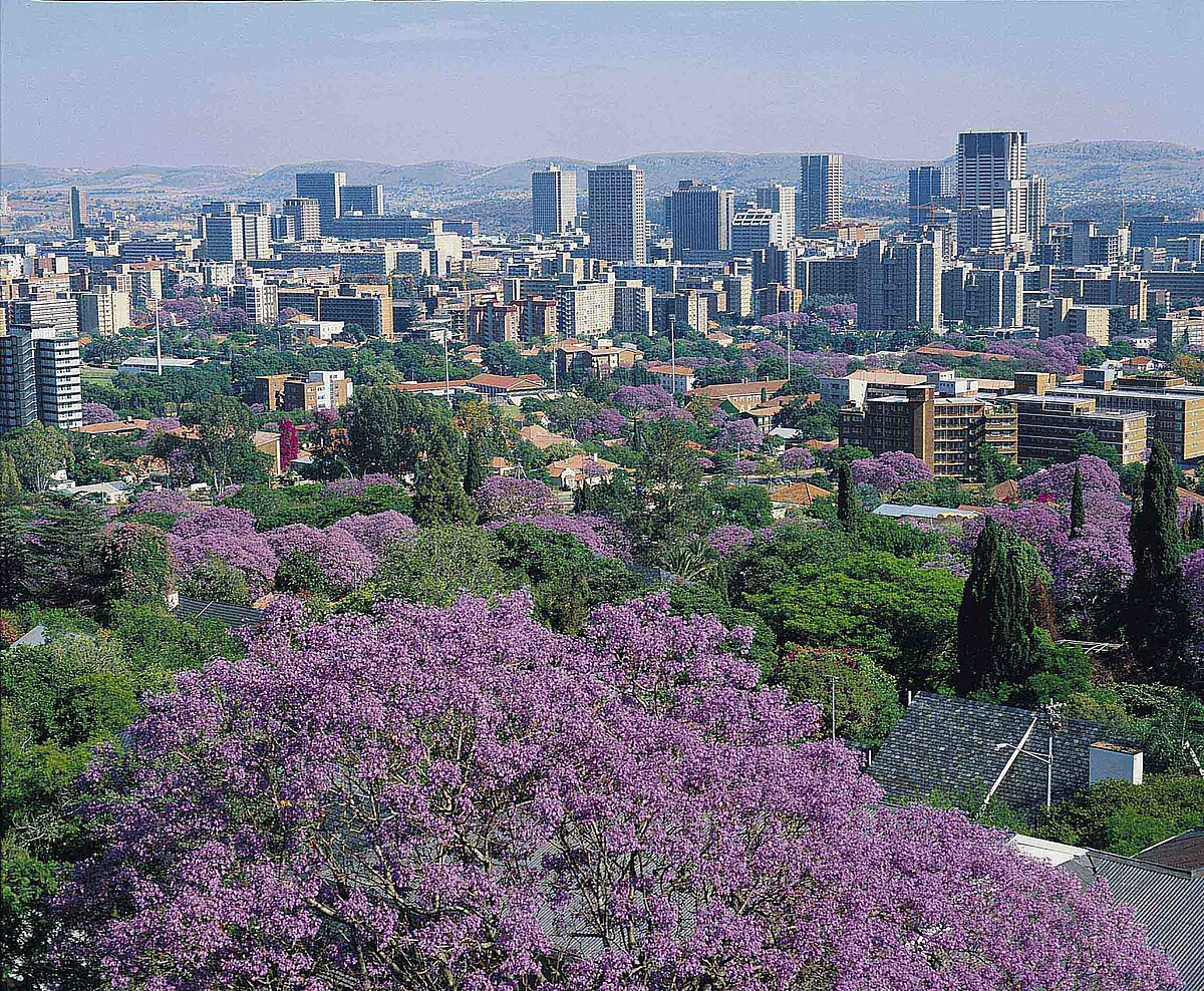 Pretoria zur Jacarandablüte