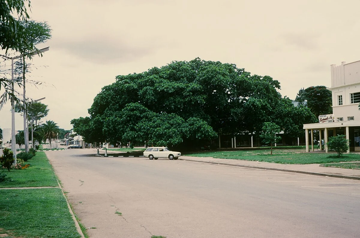 Der Big Tree, ein riesiger Feigenbaum im Zentrum von Kabwe