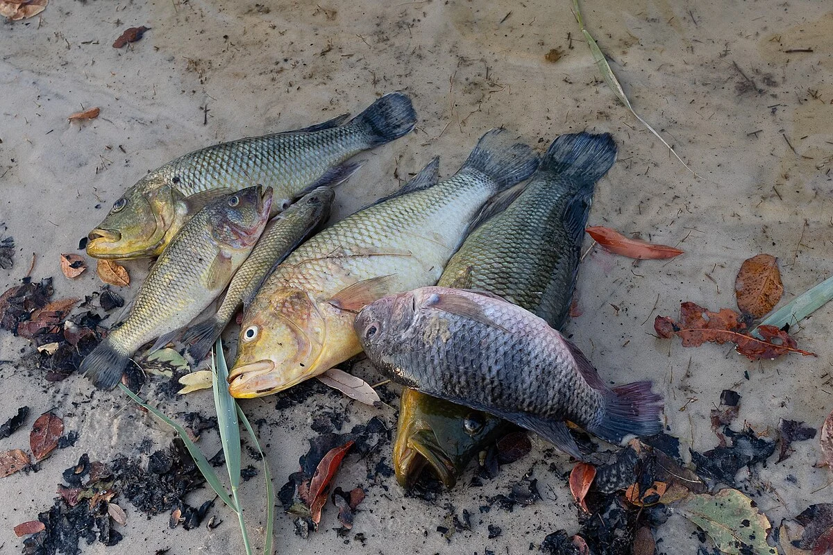 Fischfang aus dem See Makapaela