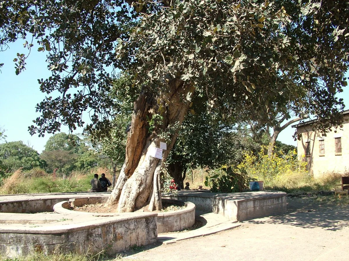 Der Sklavenbaum in Ndola