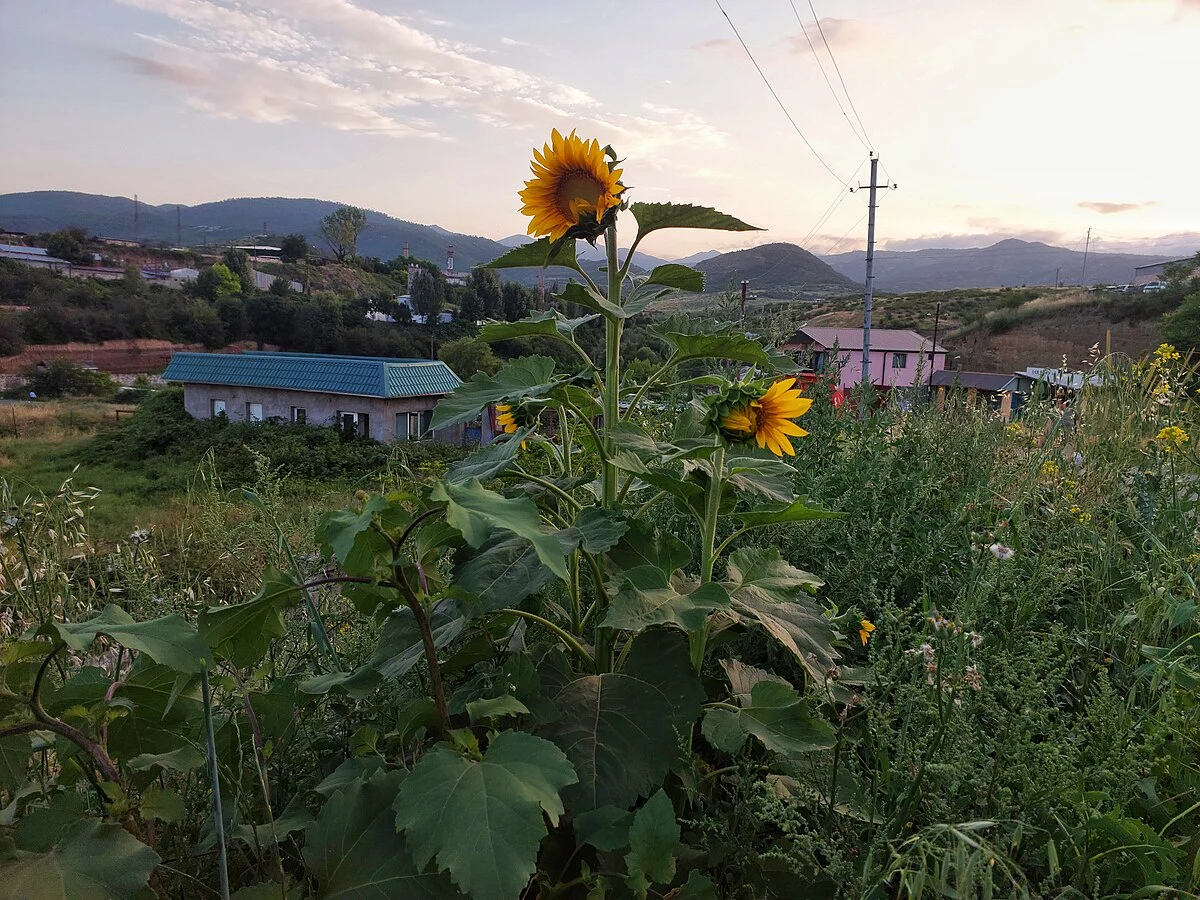 Sonnenblume am Straßenrand in Stepanakert