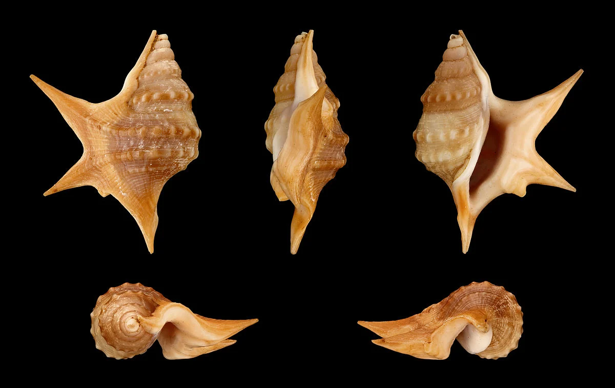 Länge 1,9 cm; Herkunft: Baia Farta, Angola.