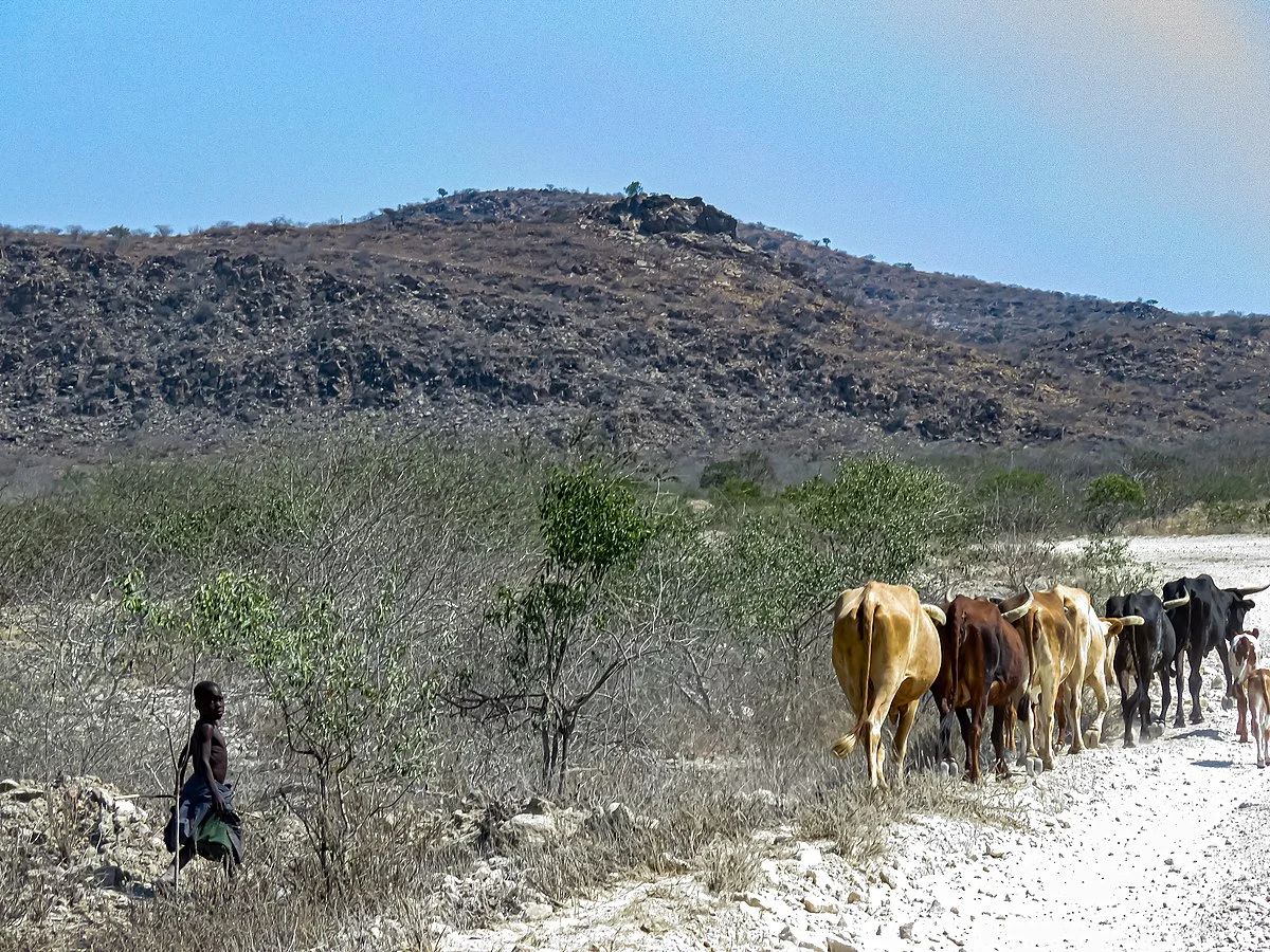 Rinder und Hirte nördlich von Luanda