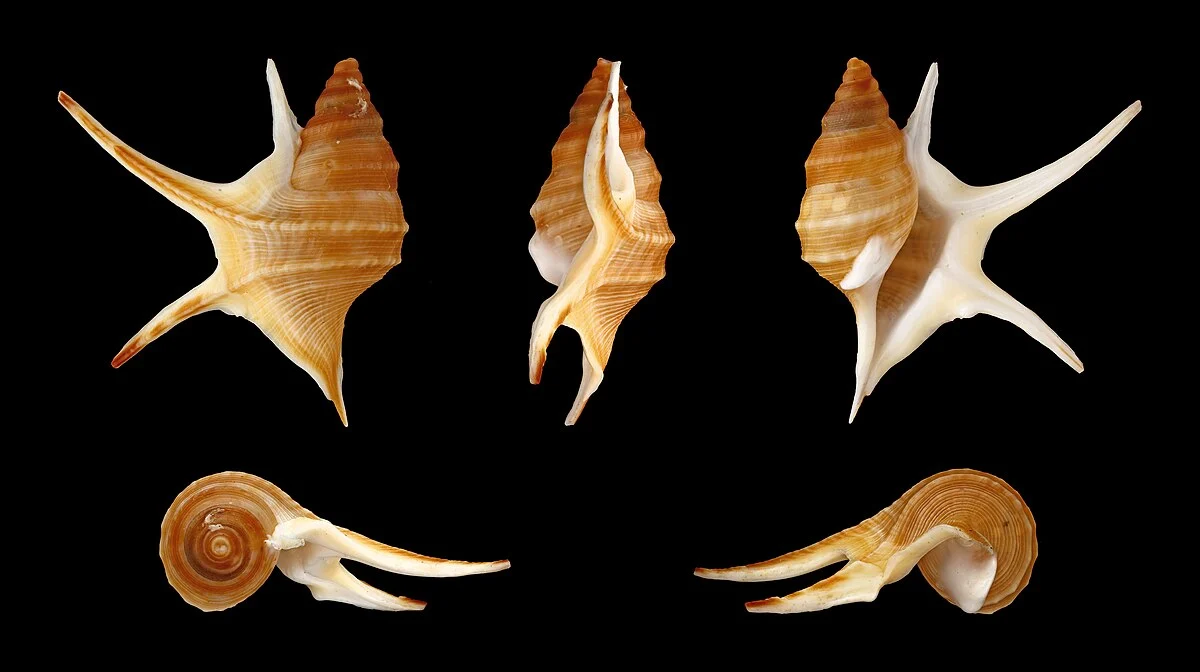Länge 3,3 cm; Herkunft: Quicombo, Angola.