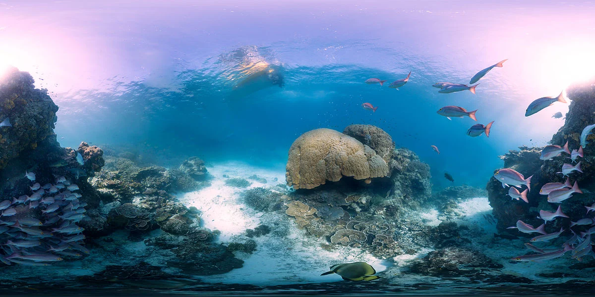 Korallenriff bei Heron Island