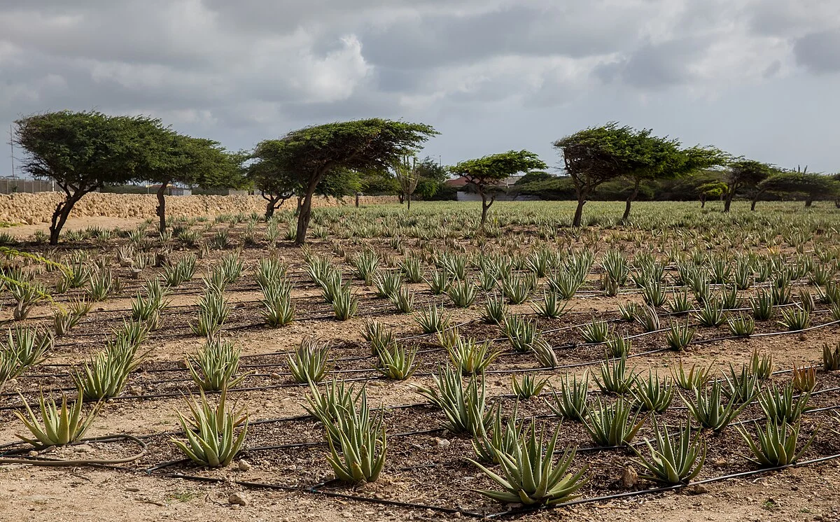 Bilder aus Aruba (3)