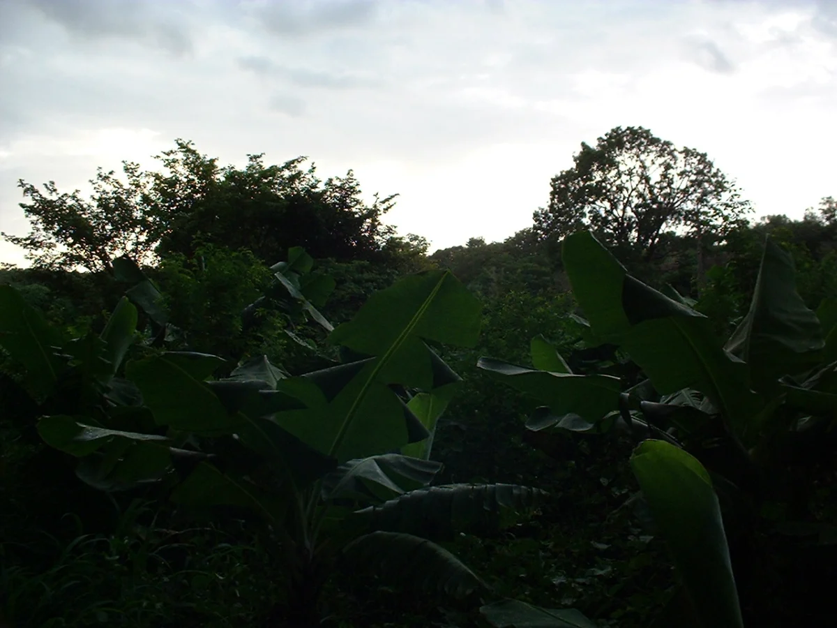 Natur bei Banfora