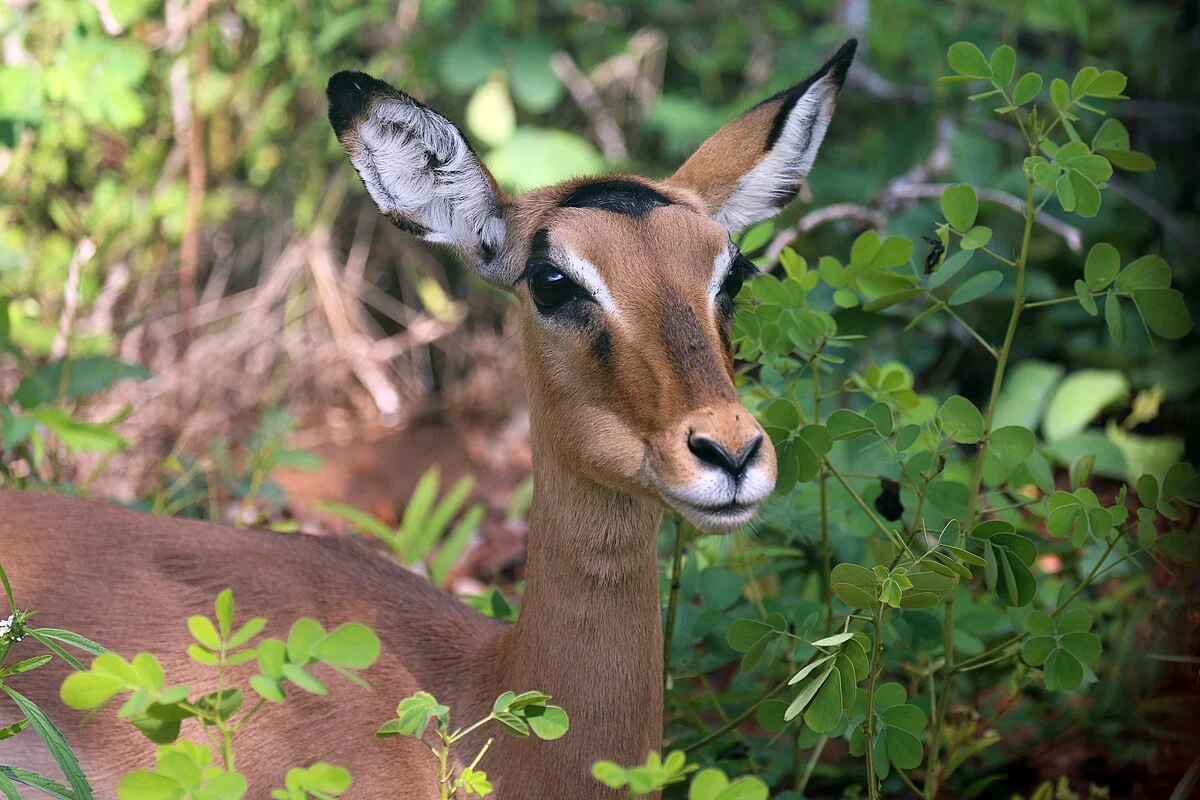 Impala im Chobe-Nationalpark