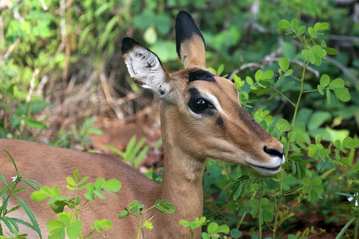Impala im Chobe-Nationalpark