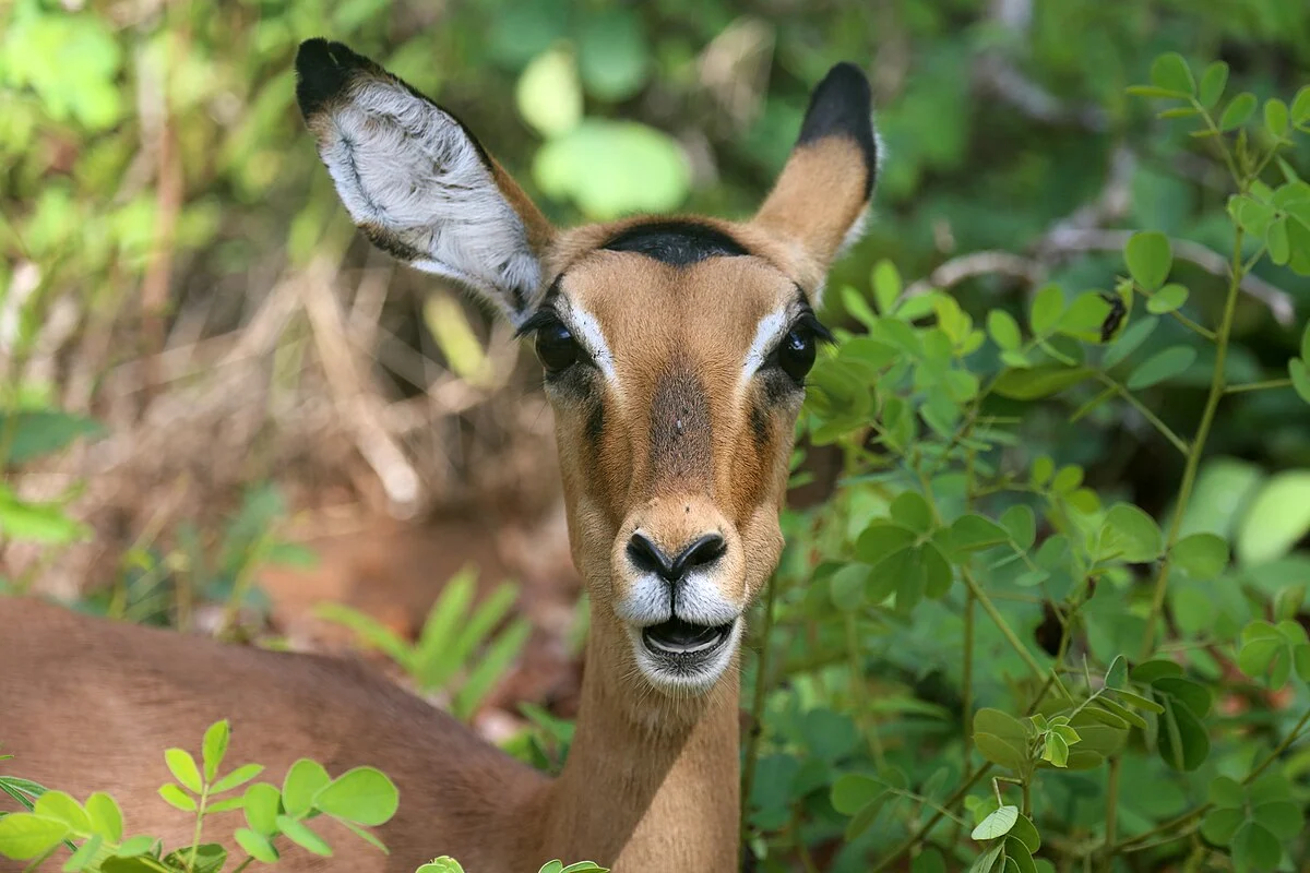 Impala im Chobe-Nationalpark