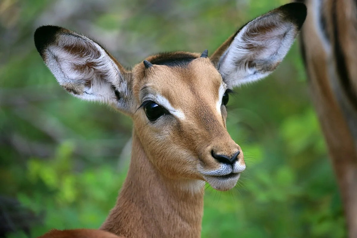 Impala im Chobe-Nationalpark