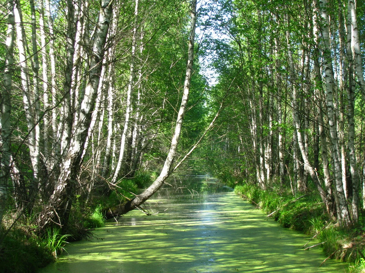 Kanal mit Birken am Ufer
