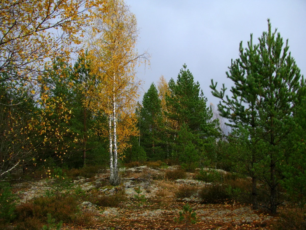 Landschaft in Belarus