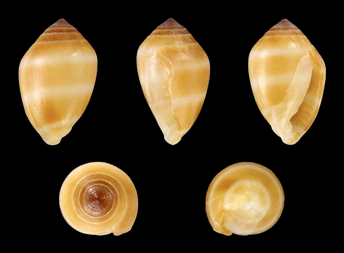 Höhe Durchmesser Länge 0,7 cm; Herkunft: Dominikanische Republik.