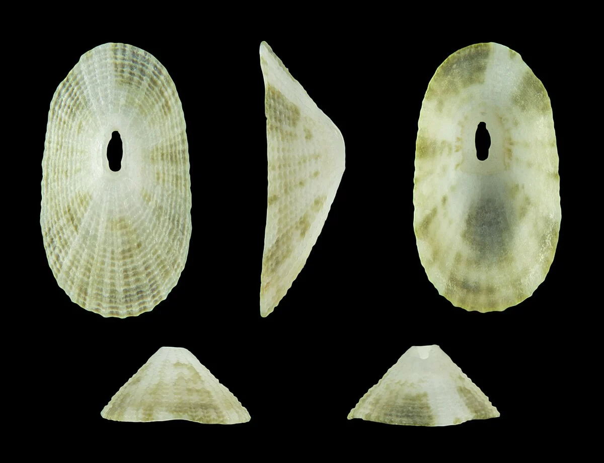 Diodora variegata (Sowerby, 1862); Länge 0,8 cm; Herkunft: Dominikanische Republik.