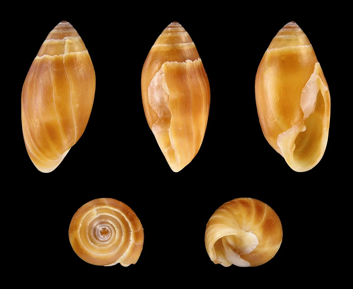 Höhe Durchmesser Länge 0,7 cm; Herkunft: Dominikanische Republik.
