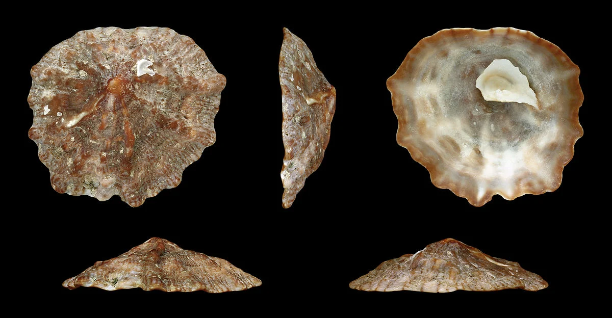 Durchmesser 4,0 cm; Herkunft: Pazifikküste Guatemalas.