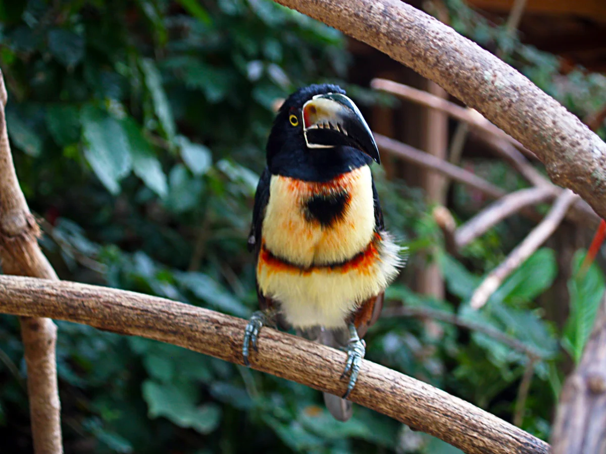 Halsband-Arassari im Vogelpark Macaw Mountain