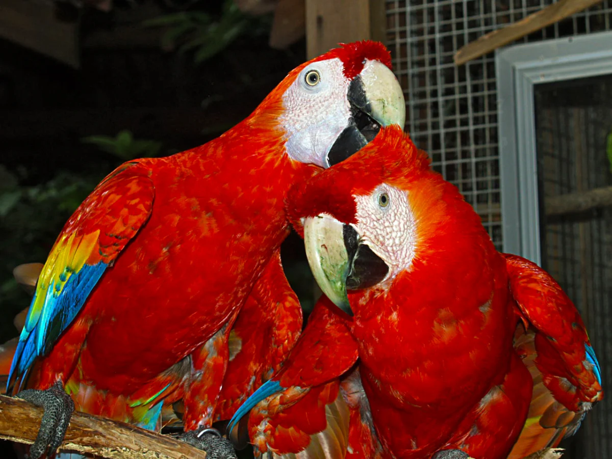 Hellroter Ara im Vogelpark Macaw Mountain