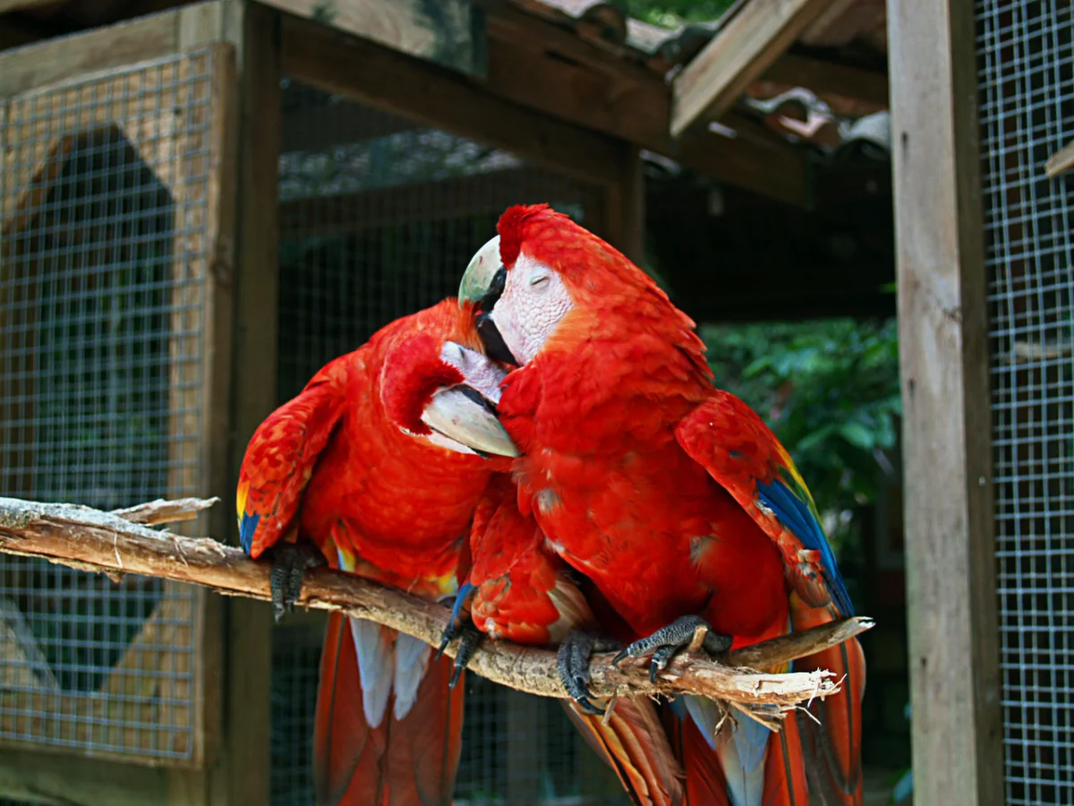 Hellroter Ara im Vogelpark Macaw Mountain