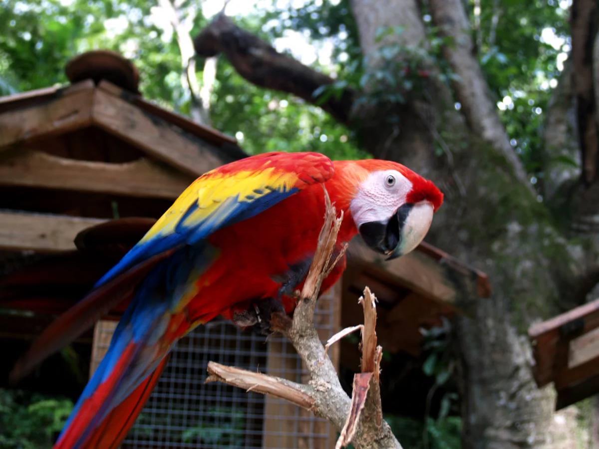 Hellroter Ara im Vogelpark Macaw Mountain